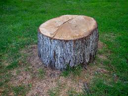 Best Emergency Tree Removal  in Brookridge, FL