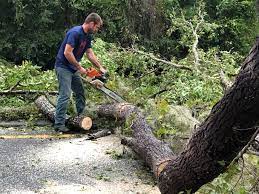 Best Tree Health Inspection  in Brookridge, FL