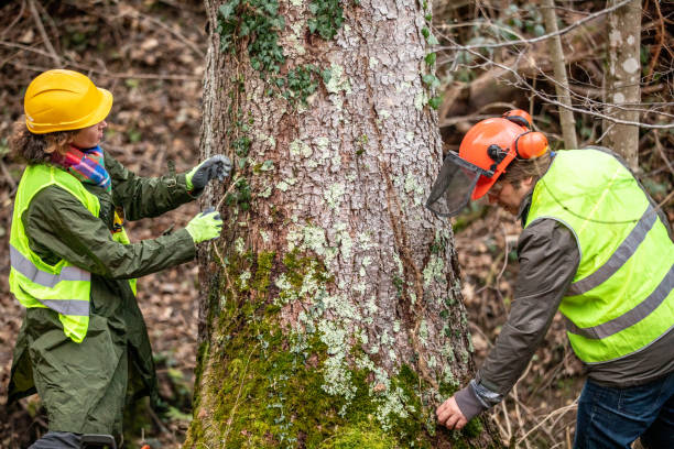 Best Tree Risk Assessment  in Brookridge, FL