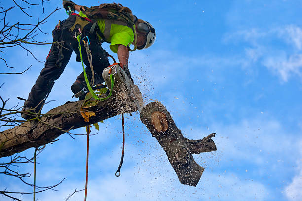 Soil Testing and Treatment in Brookridge, FL